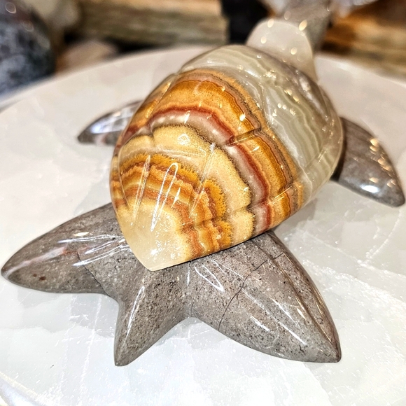 Adorable Onyx Turtle! - Picture 2 of 6